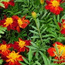 ���� ����, ����������� - ��������� 8 ���� 2010