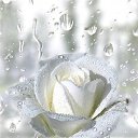 ���� &hearts;�������&hearts;, �����-��������� - ��������� 14 ������� 2013 � ������ ���� ����������