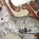  , -, 22  -  11  2012     ߻