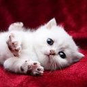 ���� �������, ������������, 38 ��� - ��������� 13 ����� 2012 � ������ ���� ����������