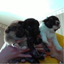  Zanna, , 53  -  28  2013    