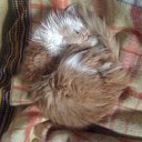 ���� �@����� Smerch ~������~, ������, 43 ���� - ��������� 22 ������ 2010 � ������ �������