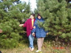 �������, �����������, 75 ���