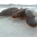 ���� ���������- ���� �������� !!, ������ - ��������� 11 ������� 2013 � ������ �11 ������� 2013�!!!!!�