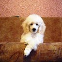 ���� �����, �������, 68 ��� - ��������� 15 ���� 2012 � ������ ���� ����������