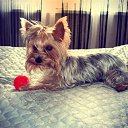 ���� Zermi, ������, 39 ��� - ��������� 9 ����� 2013 � ������ ���� ����������