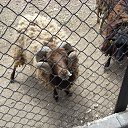 ���� Nik, �����, 63 ���� - ��������� 2 ���� 2012 � ������ ���� ���������