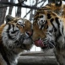 ���� ���������, ������, 36 ��� - ��������� 22 ������ 2013 � ������ ���� ���� ������