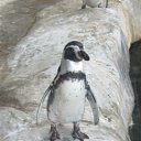 ���� �������, ������, 38 ��� - ��������� 2 ���� 2012 � ������ ���� ����������