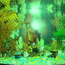 ���� ����� ����� ������, ���������, 41 ��� - ��������� 25 ������ 2012