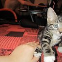 ���� ����, ������, 36 ��� - ��������� 2 ������� 2011 � ������ ���������