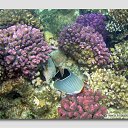 ���� ����� - ���������� ��������!!!, �����������, 56 ��� - ��������� 12 ������ 2010 � ������ ������