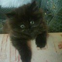  E.lena, , 62  -  1  2012     ...