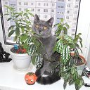 ���� �� ������� �������