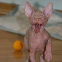 ���� �������, ������������, 61 ��� - ��������� 11 ��� 2012 � ������ �������