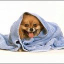 ���� Orange_juice, ������, 31 ��� - ��������� 23 �������� 2010 � ������ �������