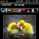  Abdullah,  -  29  2011    