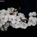 �� ����� �� ������� �������