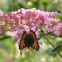 ���� ��������, ������, 55 ��� - ��������� 1 ���� 2011 � ������ ���� ������