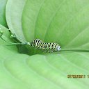 ���� �������, �����������, 49 ��� - ��������� 23 ����� 2012