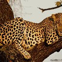 ���� ������, ������, 62 ���� - ��������� 13 ������� 2011 � ������ ���� ����������