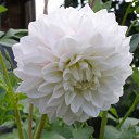 ���� �������, ������, 60 ��� - ��������� 2 ������� 2011 � ������ �������