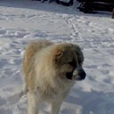  Vytautas, , 66  -  2  2010   foto