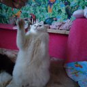 ���� �������, �����-���������, 61 ��� - ��������� 12 ������ 2011 � ������ ���� �����