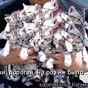   ( - !), , 59  -  19  2011   RoadKing