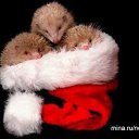 ���� ����� - ���������� ��������!!!, �����������, 56 ��� - ��������� 4 ������� 2009 � ������ �������ϻ