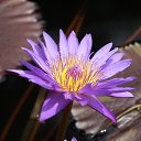 ���� Milda ,Mama, �����������, 42 ���� - ��������� 6 ������� 2012 � ������ �Milda, Mama posetili Longwood gardens�