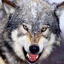 ���� "@����", �����-���������, 25 ��� - ��������� 26 ��� 2010 � ������ �����Ȼ