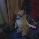  , -, 49  -  12  2011    