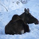 ����� �� ������� ���� ������ �����