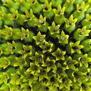 ���� �������, ���������, 41 ��� - ��������� 13 ������� 2011 � ������ �������