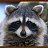 ���� Raccoon, ����������� - ��������� 4 ������� 2009