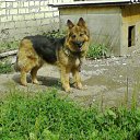 ���� Irbis, ������, 35 ��� - ��������� 24 ������ 2010 � ������ ���� �������� ��������