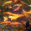 ���� �������, ������, 61 ��� - ��������� 29 ������� 2011