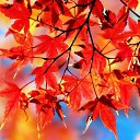 ���� ����), ���������� - ��������� 8 ������� 2009 � ������ �@}-}--�