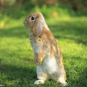 ���� �������, ������, 63 ���� - ��������� 30 ��� 2012