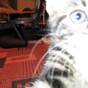 ���� ����, ������, 36 ��� - ��������� 2 ������� 2011 � ������ ���������