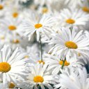 ���� Swetlana, �������, 47 ��� - ��������� 10 ������� 2012