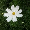 ���� ���� ��, �������, 49 ��� - ��������� 15 ������ 2011 � ������ ���� ���.�