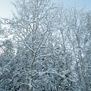  Serzh Van Der Maaremaan,  -  1  2009    