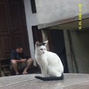 bibi   