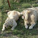 ���� Nik, �����, 63 ���� - ��������� 2 ���� 2012 � ������ ���� ���������