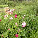 ���� �����, ����, 59 ��� - ��������� 15 ���� 2012 � ������ ��� ����