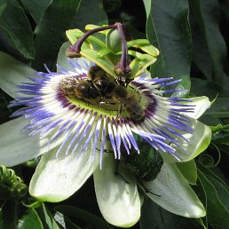 ���� ����, ������, 59 ��� - ��������� 30 ����� 2013