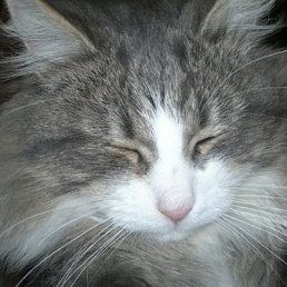 ���� Rem, ���������, 43 ���� - ��������� 25 ������� 2012