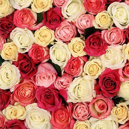 �������, �������, 56 ���